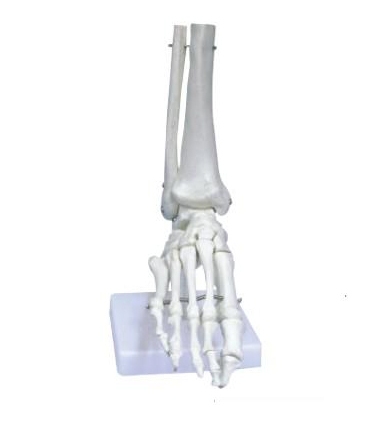 Foot Joint