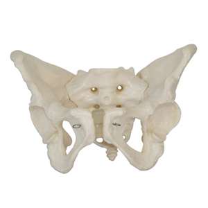 Female Pelvis