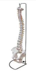 Vertebral with Pelvis