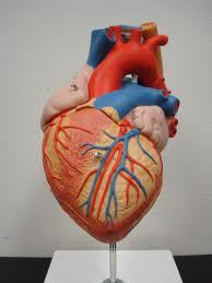 Heart Life Size