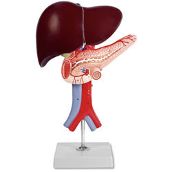 Liver,Pencrease & Duodenum