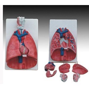Lungs Heart & Larynx