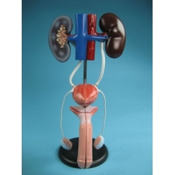 Urogential System Male