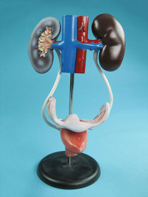 Urogential System Female