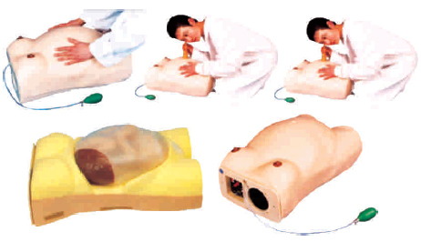 Maternity Examination Model