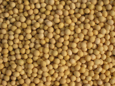 Soybean Seeds