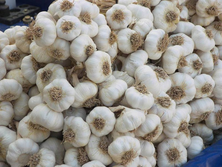Fresh Garlic