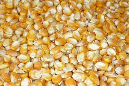 Yellow Maize Corn