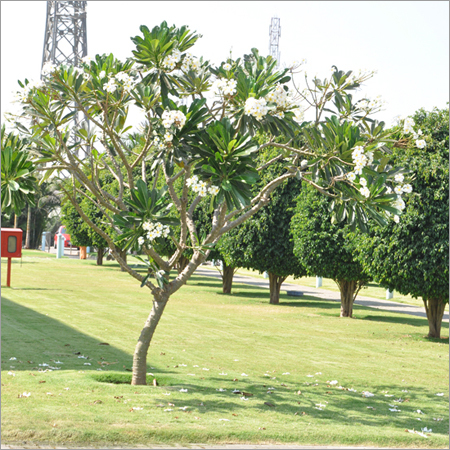 Garden Lawn Development