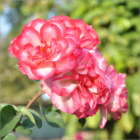 House Garden Maintenance