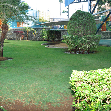 Tree Transplantation Solution