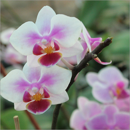 Flowering Plants
