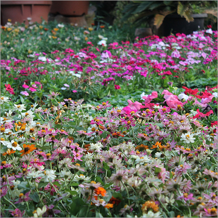 Indoor Flower Plants