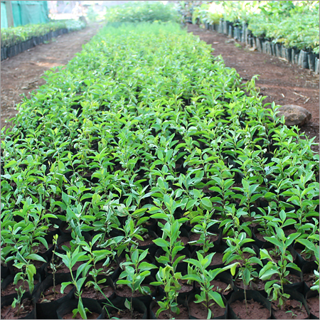 Nursery Plants