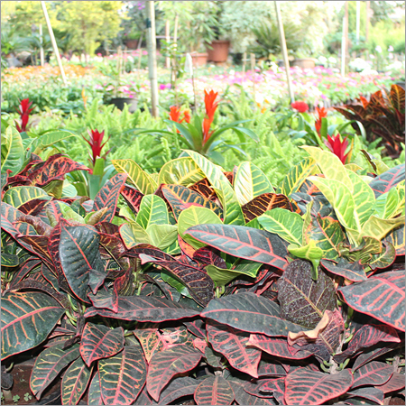 Ornamental Plants