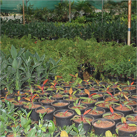 Perennial Plants