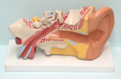 Human Ear Model