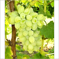Fresh Grapes