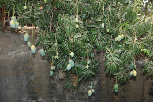 Amrutang Mango Plants