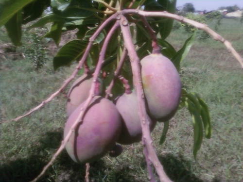 Apple Mango