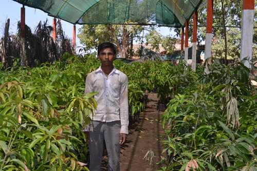 Kesar Mango Plants