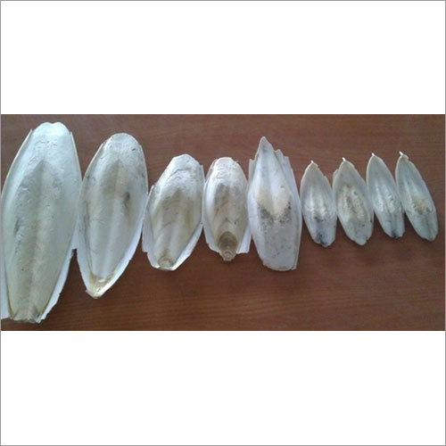 Dry Cuttlefish Bone