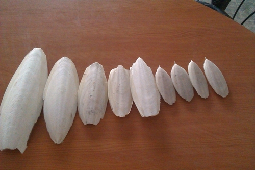 Cuttlefish Bone