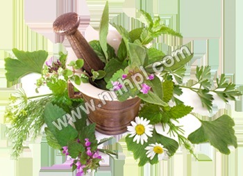 Organic Herbs