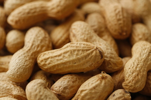 Indian Roasted Groundnut In Shell