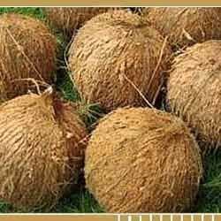 Coconut - Brown Fibrous Shell, Variable Size | Fresh, Natural, Hydrating, Versatile, Nutritious, Delicious White Flesh