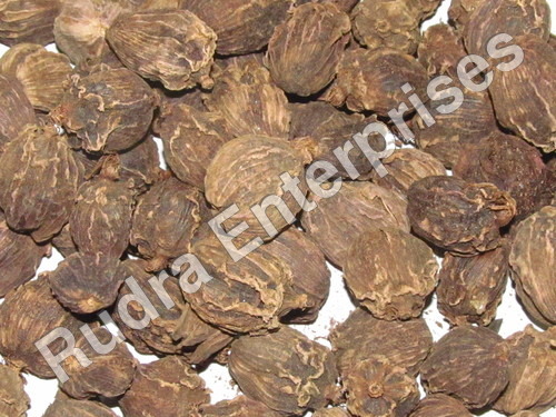 Large Cardamom