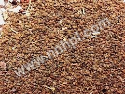 Priyangu Seeds