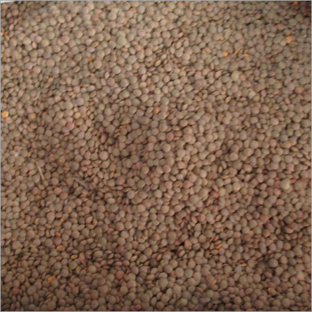 Black Lentils