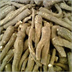Angelica Root Oil