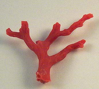 Coral Rough