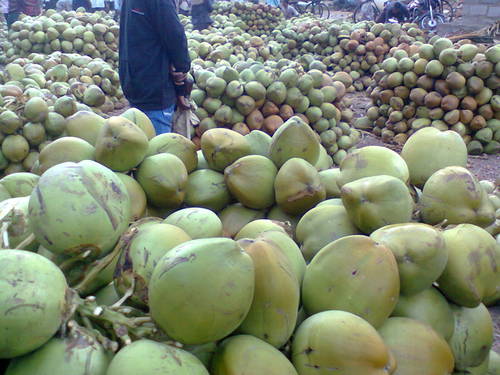 Fresh Tender Coconut