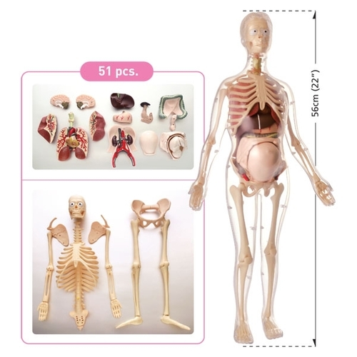 Visible Expectant Mother Anatomy Kit - 56cm PVC Model , Detailed Organs, Realistic Fetus Portrayal, Easy Assembly, Educational Tool, Durable Design