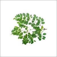 Drumstick Leaves