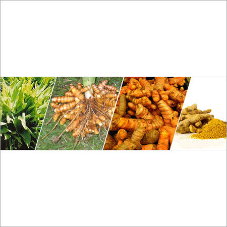 Turmeric - Whole Organic, Orange Color, Moisture <10% | Pure, Hygienic, Versatile, Various Packaging, >98% Purity