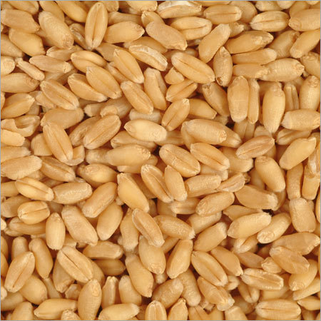Wheat