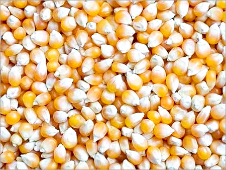 Organic Yellow Maize