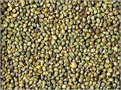 Green Millet