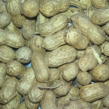 Indian Groundnut Seeds