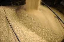Soybean Meal