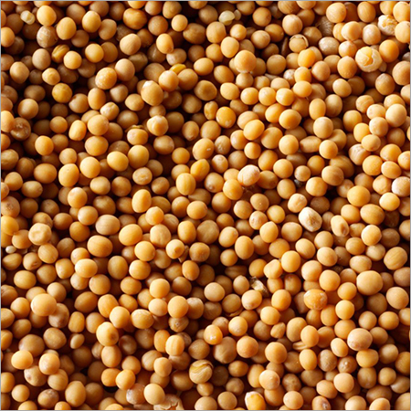 Yellow Mustard Seed