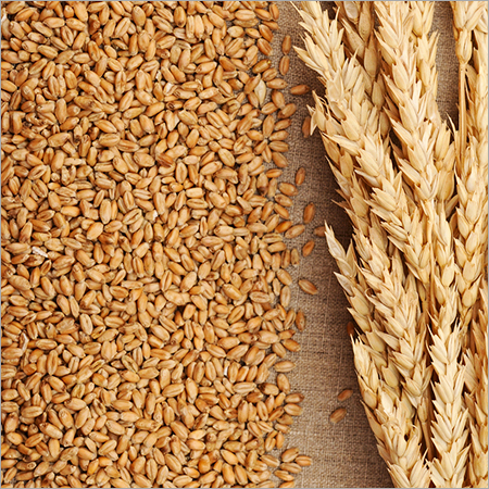 Whole Wheat