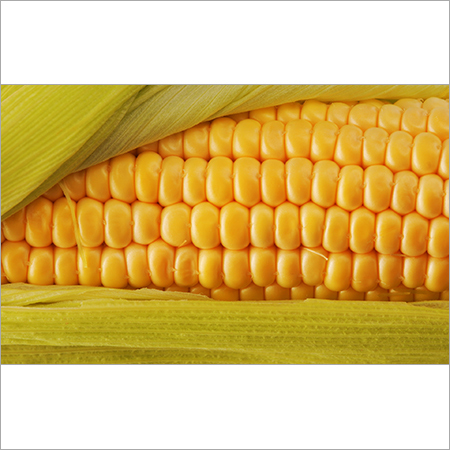 Fresh Corn