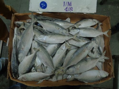 Indian Mackerel