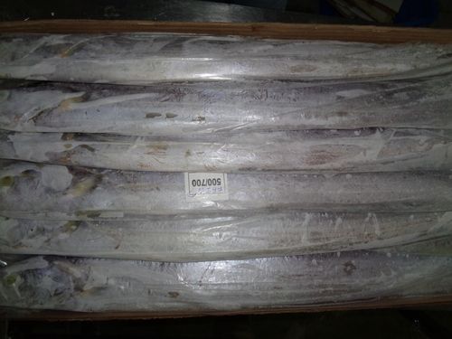 Frozen Ribbon Fish IWP