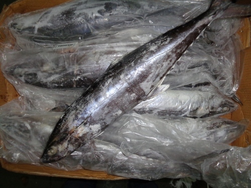 Frozen Seer Fish Exporter By SUN EXPORTS